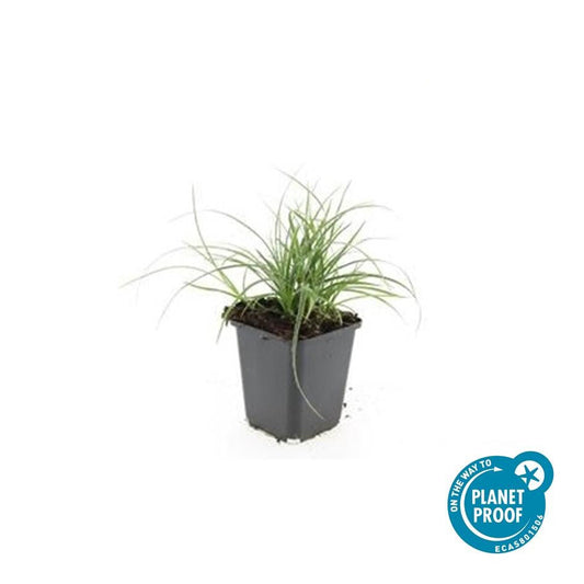 Schneeweiße Hainsimse Luzula nivea – ↕10-25cm – Ø9cm – 6 Pflanzen – Immergrüner Bodendecker – Schattige Beete & Steingarten – Winterhart & pflegeleicht