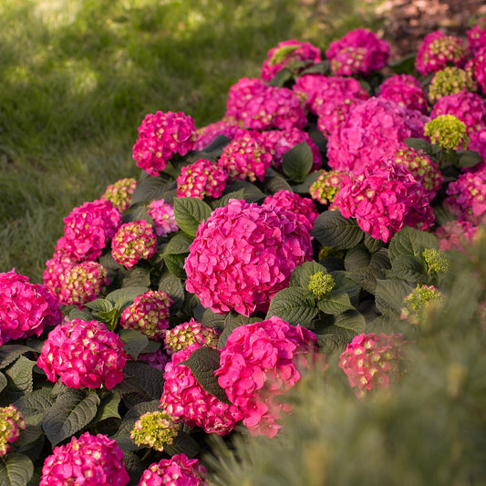 Green boutiQ - Gartenpflanze - Hydrangea Endles Summer Summer Love Red - Hortensie - Winterhart - Rot - 2 Pflanzen - Topf 14cm - Höhe 20-25cm