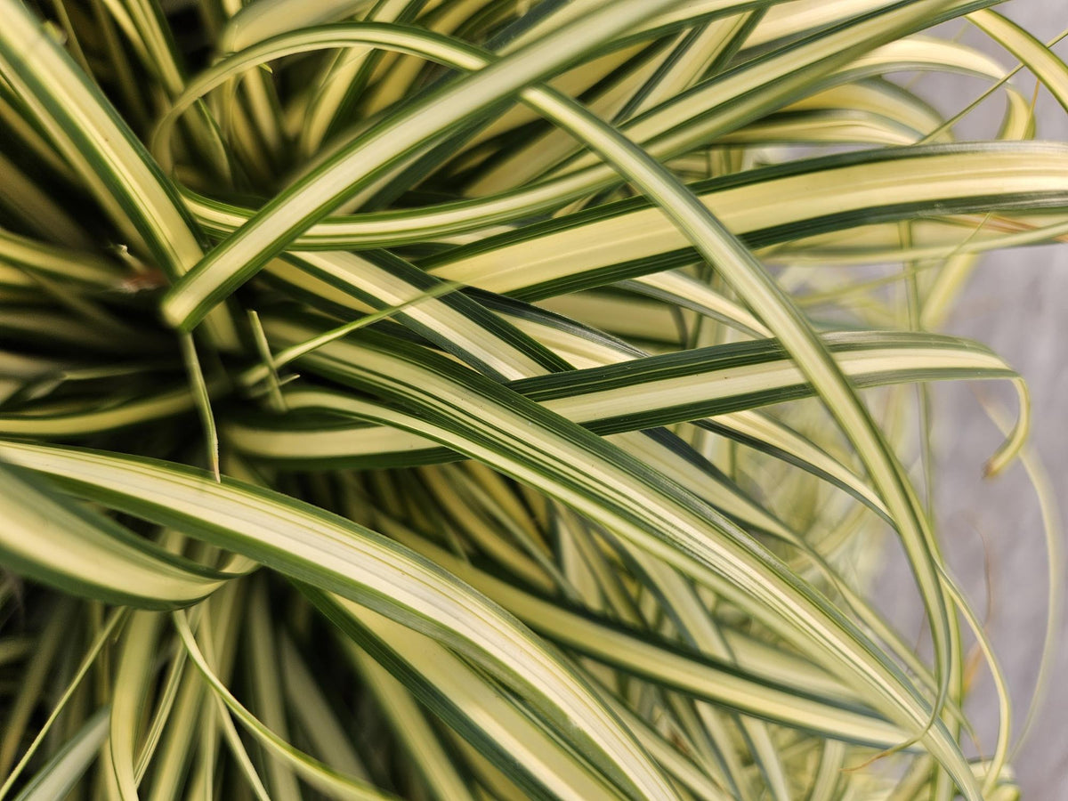 Gold Segge Carex oshimensis 'Evergold' – ↕10-25cm – Ø9cm – 6 Pflanzen – Bodendecker – Immergrün – Pflegeleicht – Schattentauglich