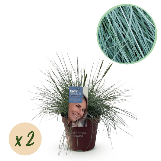 Blauschwingel Festuca glauca Intense Blue – 2 Pflanzen Ø17cm – Immergrün – Pflegeleicht – Blaugrüne Ziergras-Höhe ca. 50cm