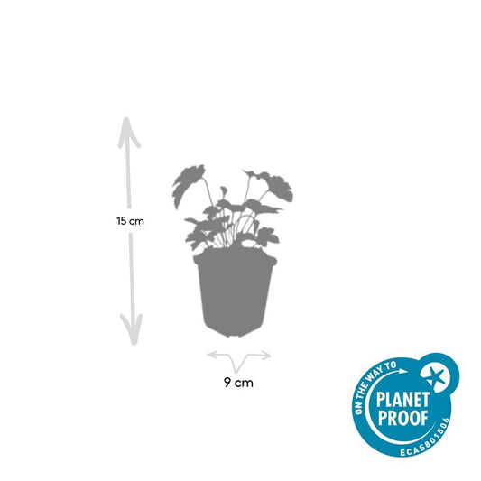 Filzige Herbst-Anemone – Anemone tom. 'Robustissima' – ↕10-25cm – Ø9cm – 6 Pflanzen – Bienenfreundliche, purpurblaue Staude für Beete & Rabatten