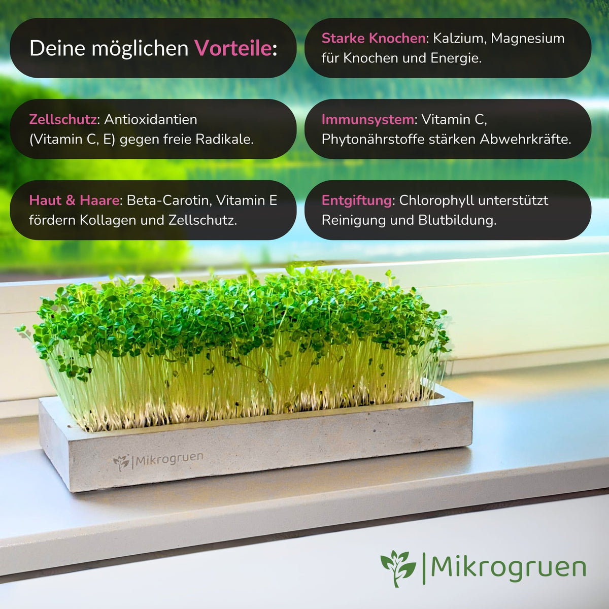 Microgreens Nachfüllset 