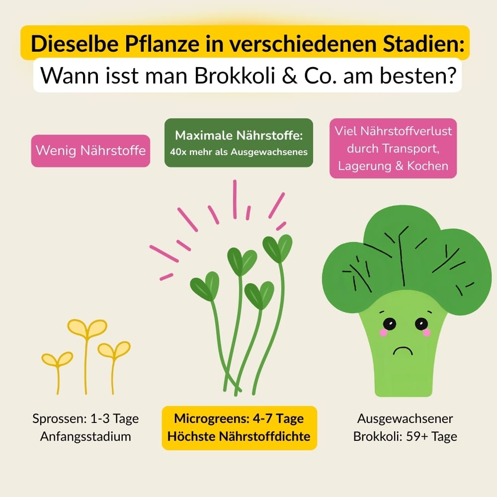 Microgreens Starter-Set 