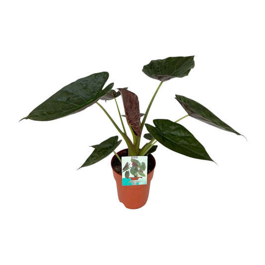 Alocasia Wentii – Riesen-Elefantenohr – Zimmerpflanze – Ø19 cm – ca. 85 cm hoch – Tropische Dschungelpflanze mit großen herzförmigen Blättern – Luftreinigend & dekorativ 