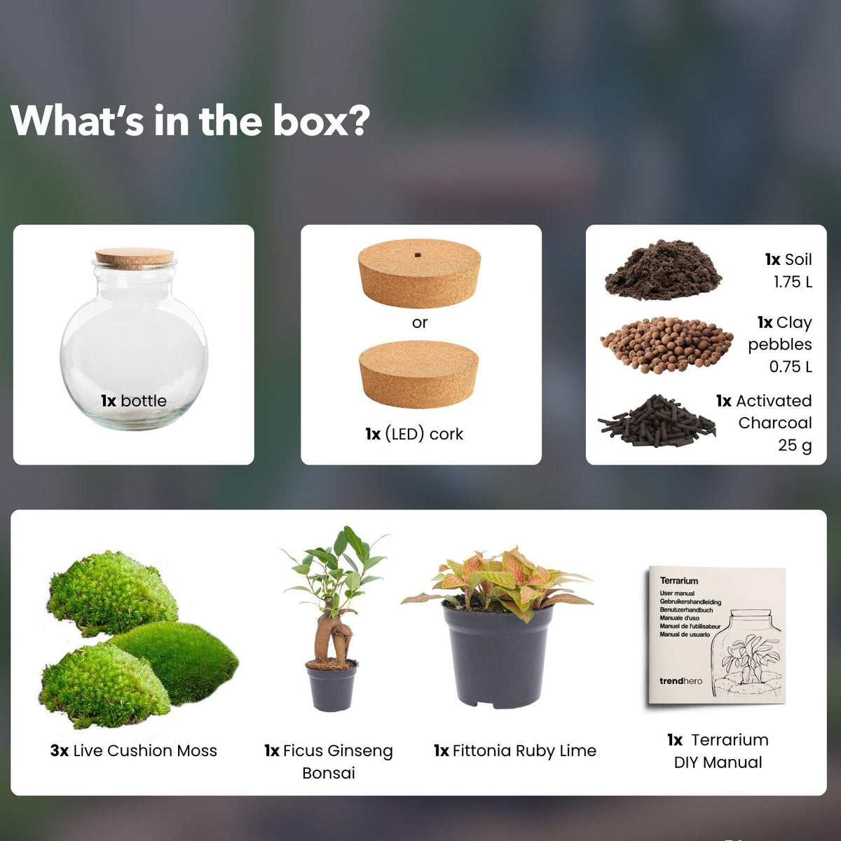 Flaschengarten DIY Bausatz Teddy Bonsai – Terrarium Ø25cm x H26,5cm – Do – It – Yourself Pflanzterrarium – Ansicht 6