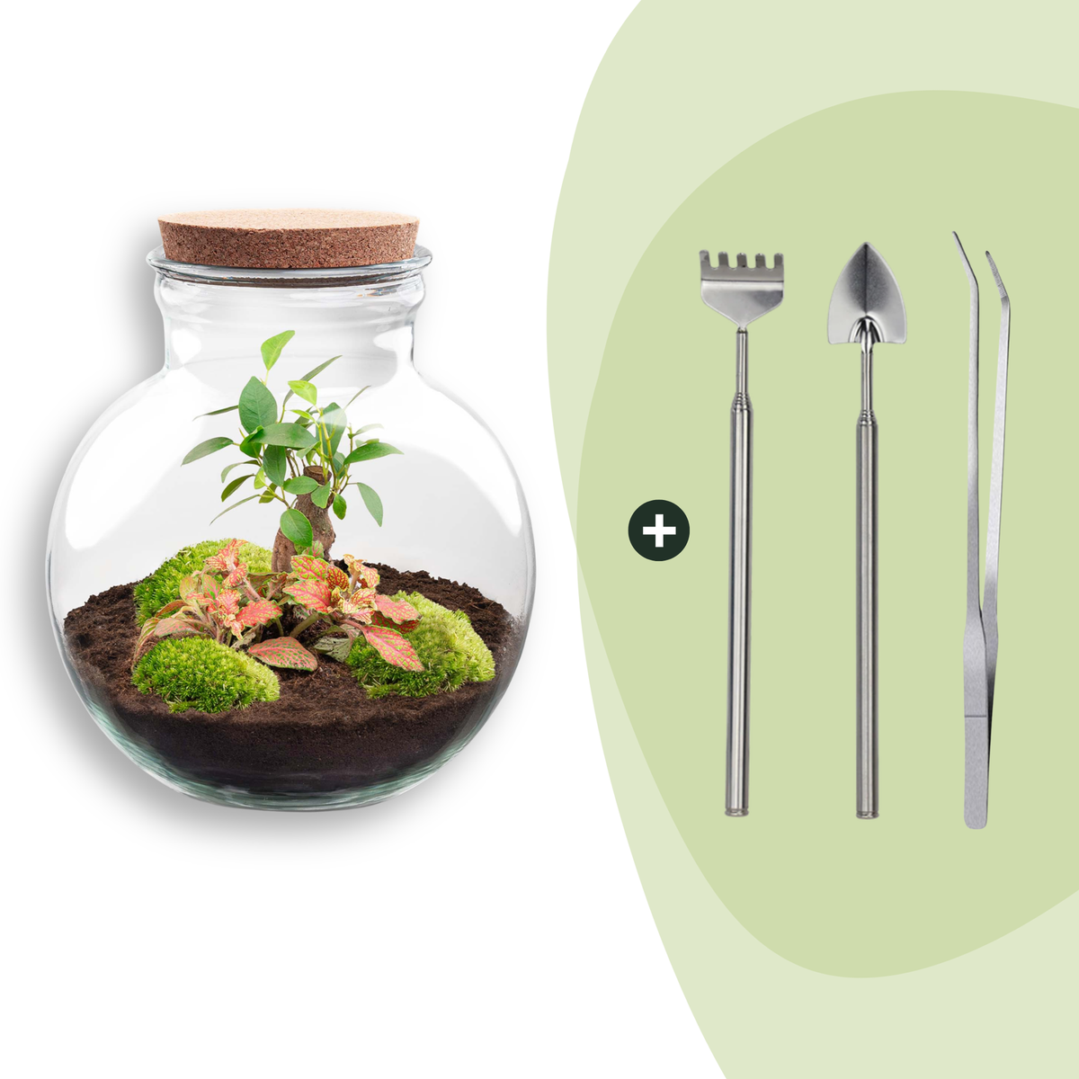 Flaschengarten DIY Bausatz Teddy Bonsai – Terrarium Ø25cm x H26,5cm – Do – It – Yourself Pflanzterrarium – Ansicht 9