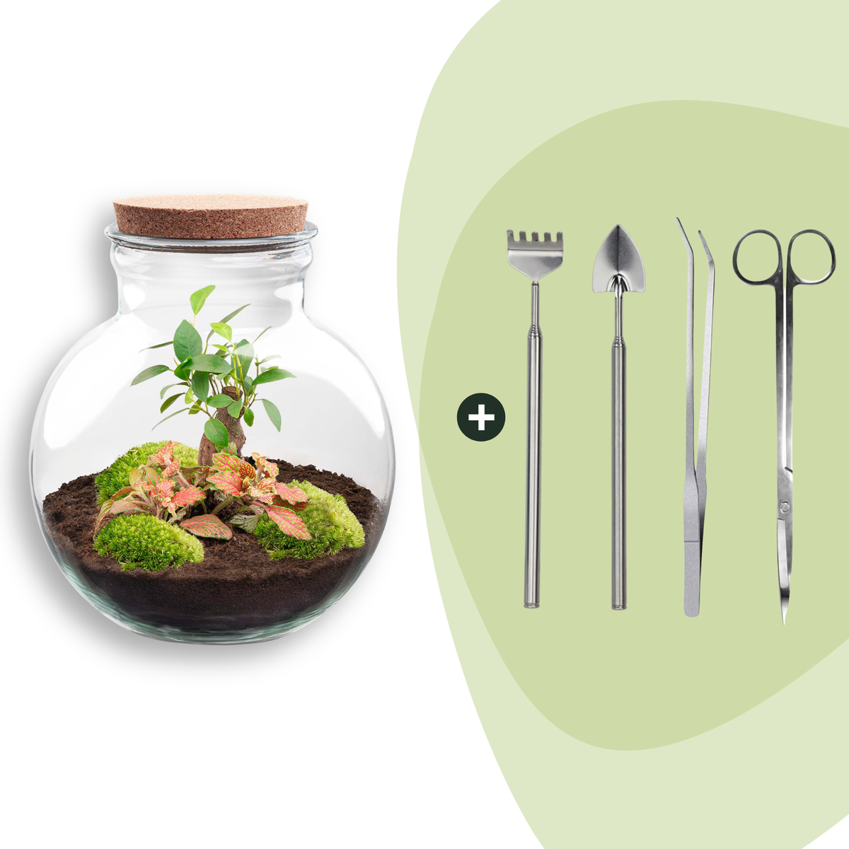 Flaschengarten DIY Bausatz Teddy Bonsai – Terrarium Ø25cm x H26,5cm – Do – It – Yourself Pflanzterrarium – Ansicht 10