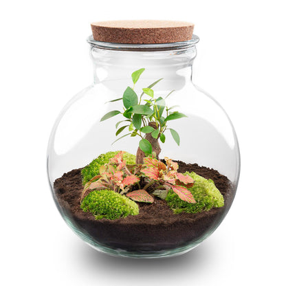 Flaschengarten DIY Bausatz Teddy Bonsai – Terrarium Ø25cm x H26,5cm – Do – It – Yourself Pflanzterrarium