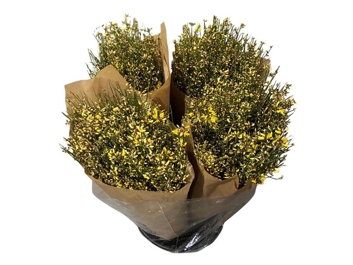 Ginster Gelb – Schnittginster Premiumqualität - 70cm Stiellänge - 25 Stiele Bundware für Floristik & Dekoration 