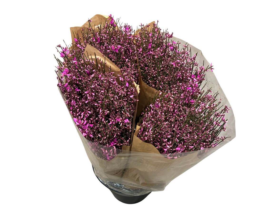 Ginster Lila – Gefärbter Schnittginster - 70cm Stiellänge - 25 Stiele Bundware für Floristik & Dekoration 