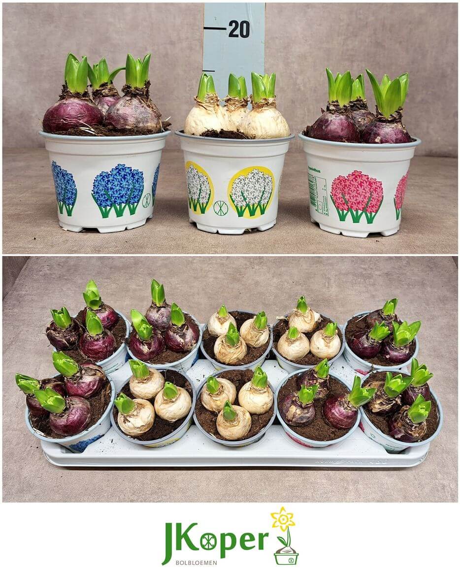 Hyazinthe im Topf Gem Mix – Hyacinthus orientalis – 12cm – 3 Zwiebeln pro Topf – 10 Pflanzen 