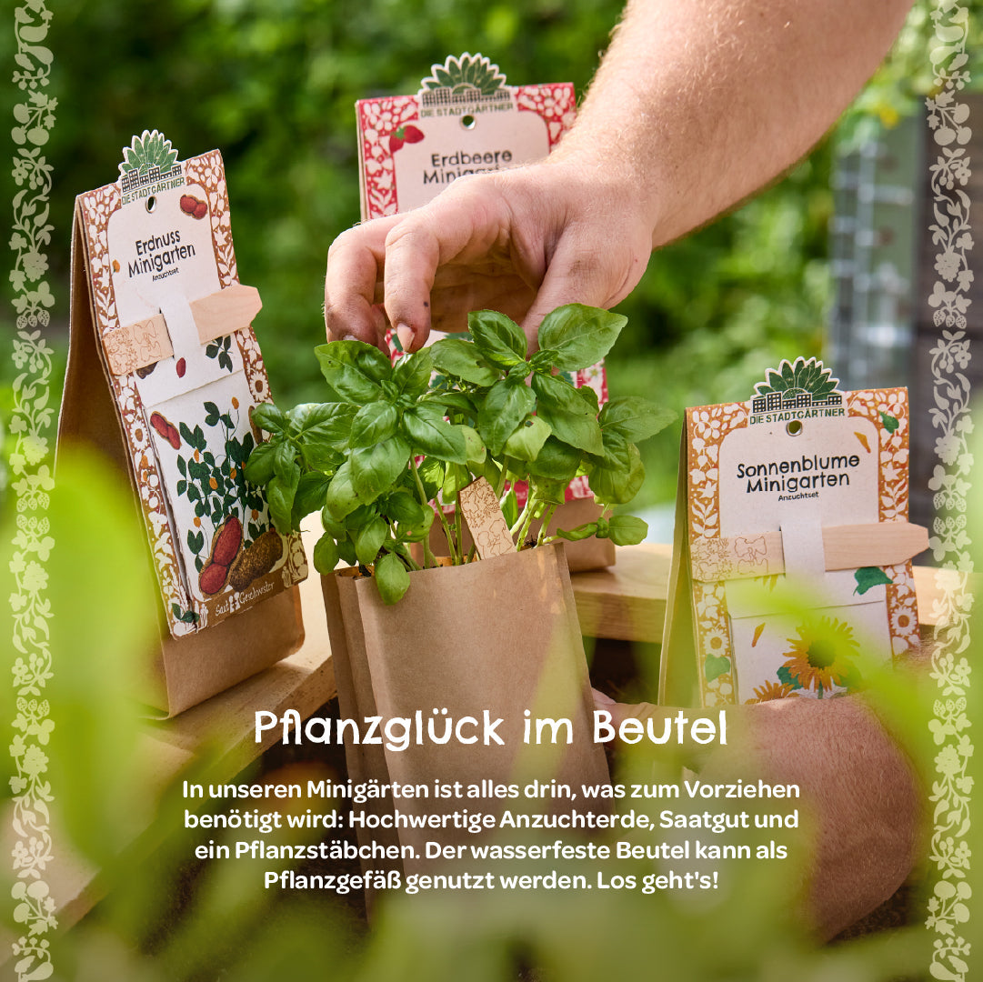 Anzuchtset – Minigarten BIO-Chili 