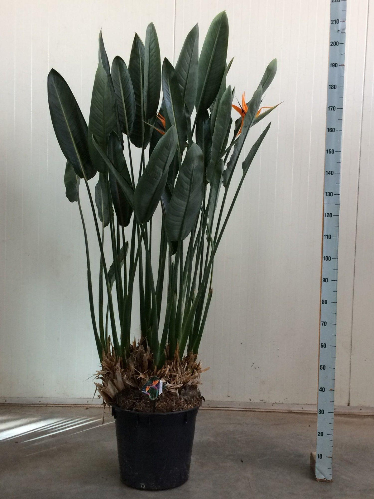 Strelitzia Reginae – Paradiesvogelblume – Zimmerpflanze 180cm – Ø50cm – Exotische Kübelpflanze mit orangefarbenen Blüten – Tropische Pflanze für Innen & Außen – Pflegeleicht 