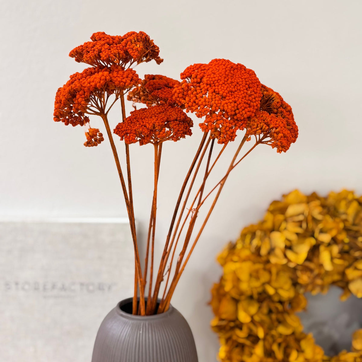 Schafgarbe getrocknet | Achillea 