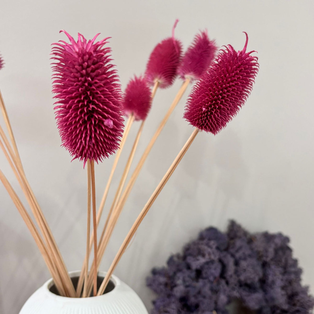 Getrocknete Distel - Cardi 