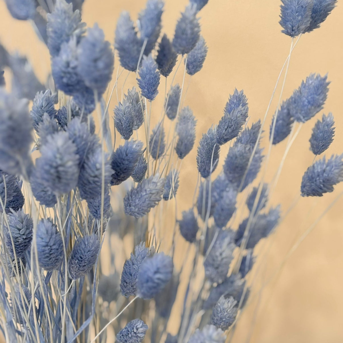 Phalaris I Kanariengras: Vielseitiger Allrounder für Deine Trockenblumen-Dekoration 