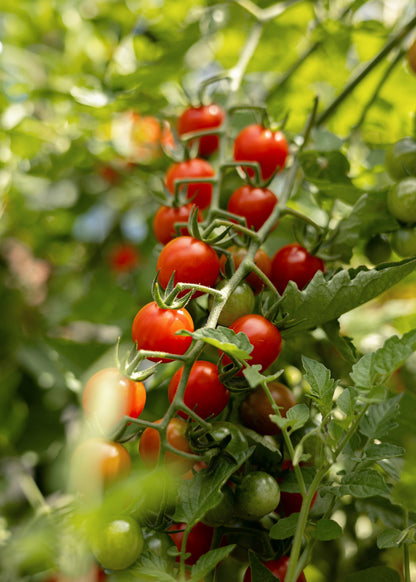 Wildtomate Tomatensamen – Historische Ursorte Solanum pimpinellifolium – 10 Samen für Garten Gewächshaus & Balkon – Sehr aromatische Mini Tomaten - Oasis of Life