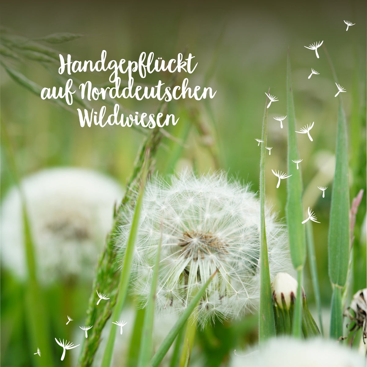 Großer Wunscherfüller – Pusteblume im Glas 