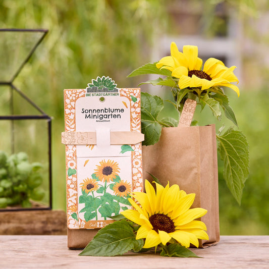 Anzuchtset – Minigarten BIO-Sonnenblume 