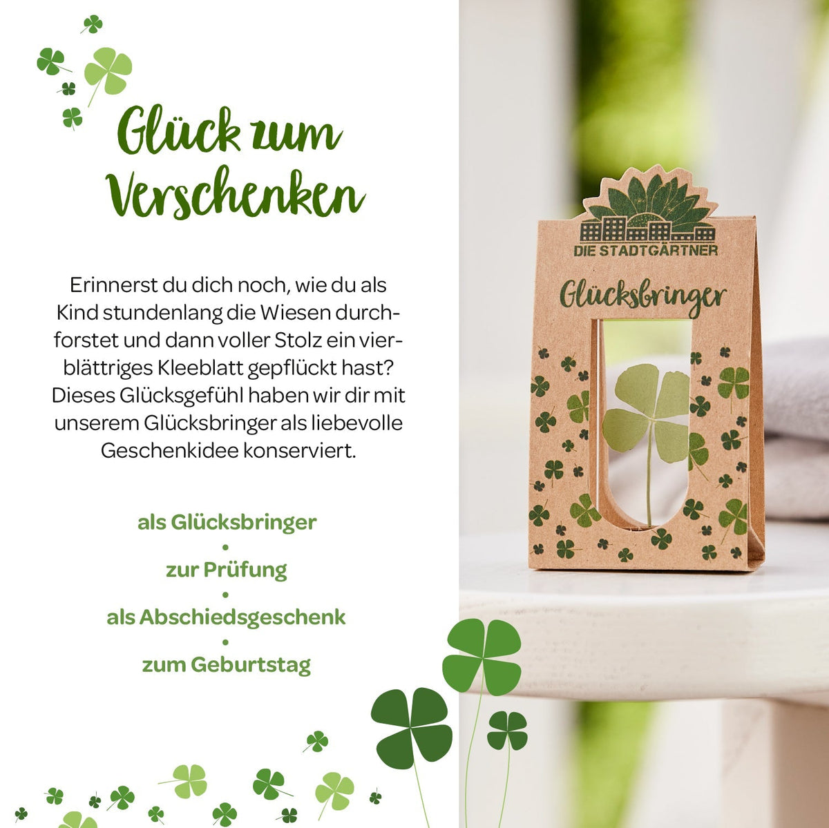 Glücksbringer – Echtes Kleeblatt 