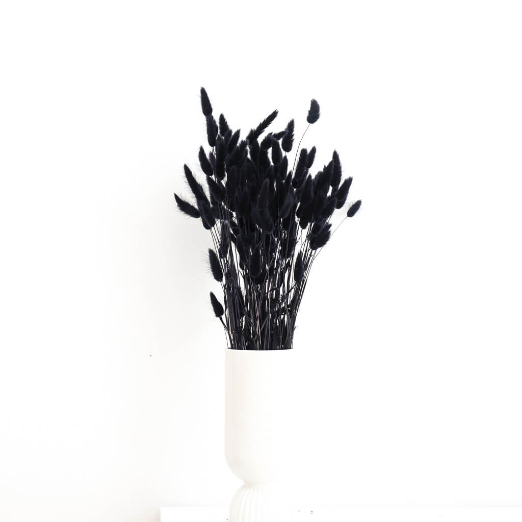 Lagurus | Samtgras | Hasenschwanz 60cm 