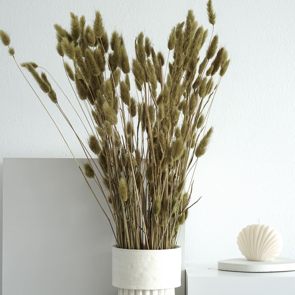 Lagurus | Samtgras | Hasenschwanz 60cm 