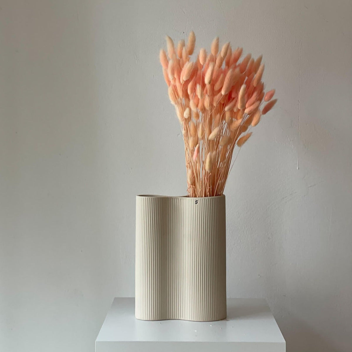 Lagurus | Samtgras | Hasenschwanz 60cm 