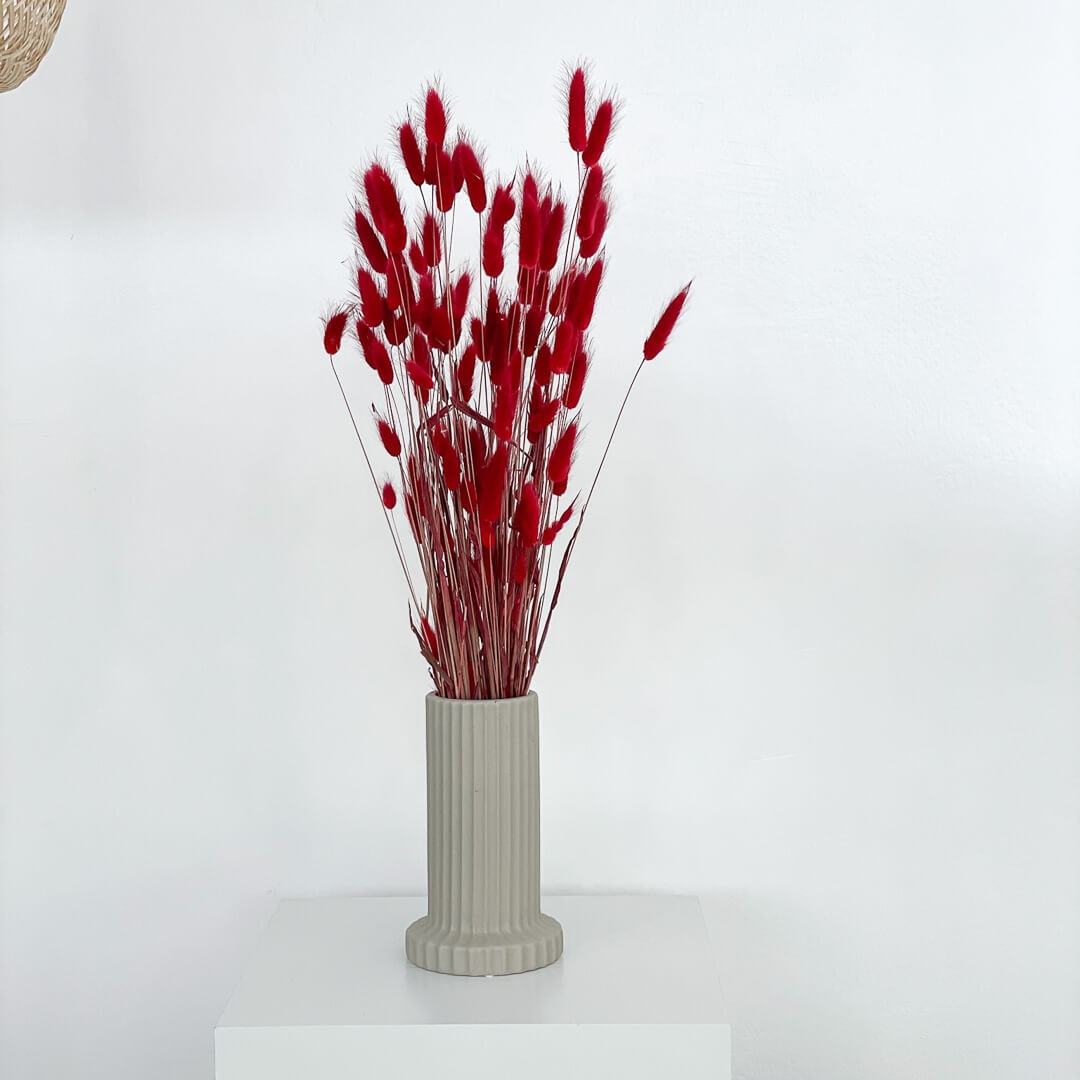 Lagurus | Samtgras | Hasenschwanz 60cm 