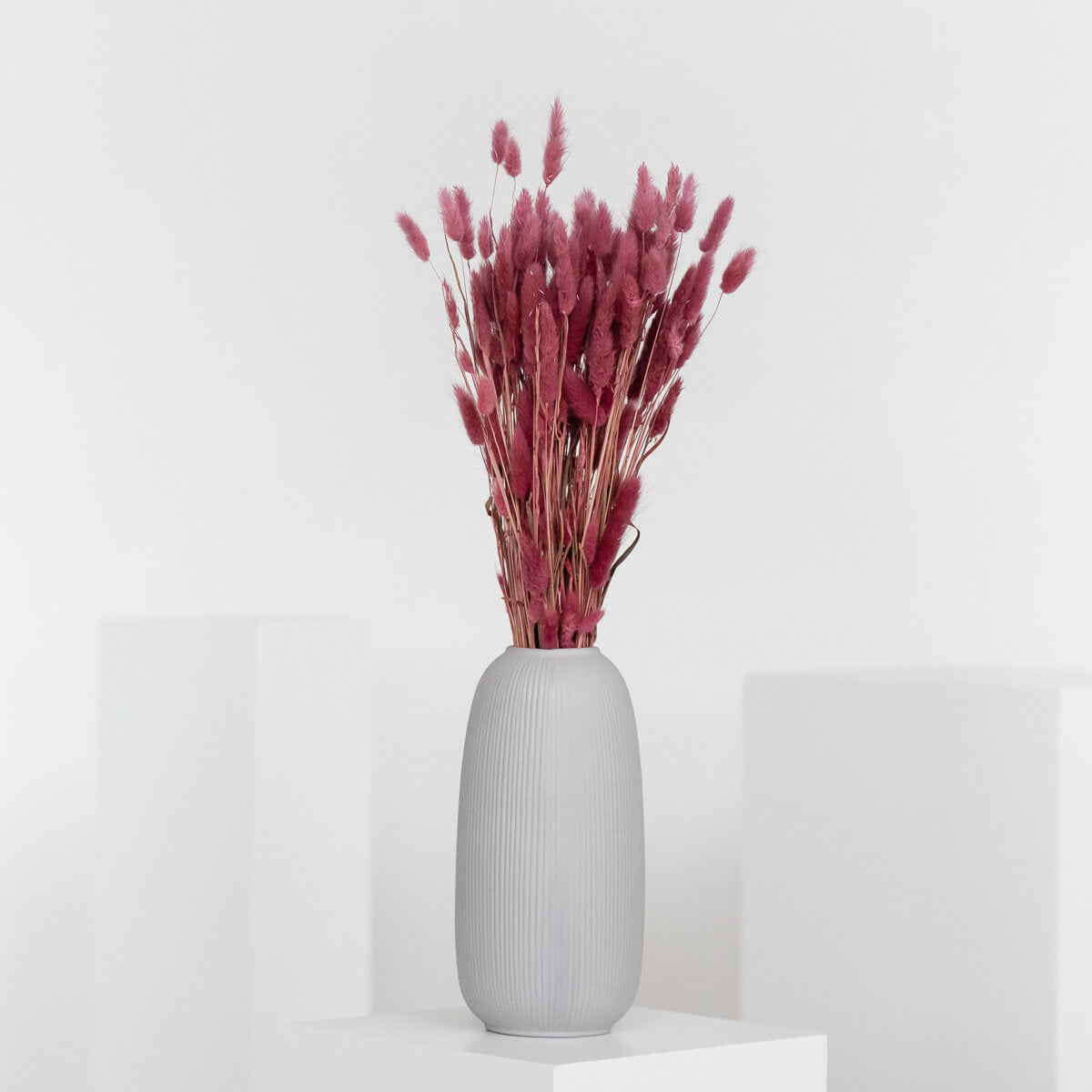 Lagurus | Samtgras | Hasenschwanz 60cm 