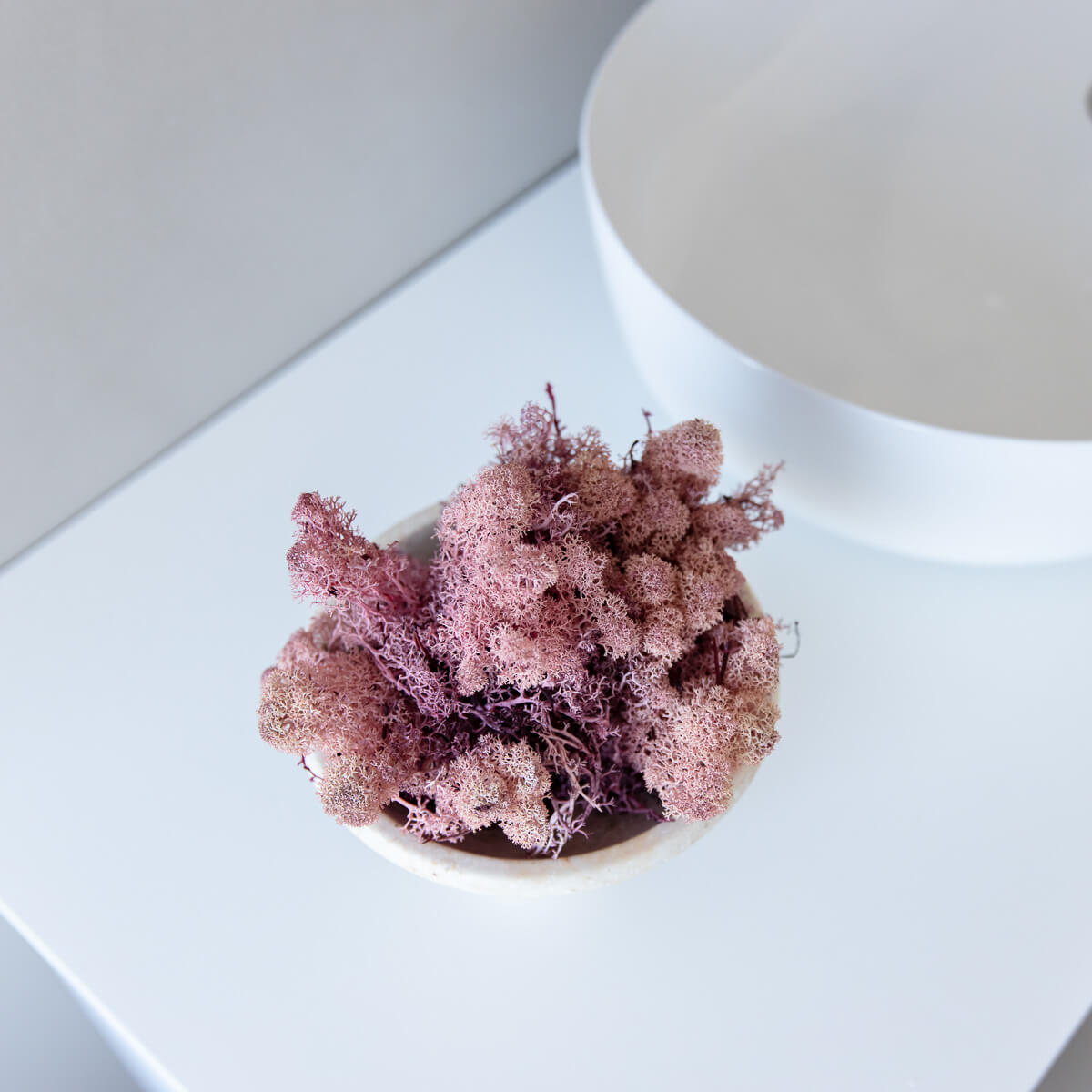 Reindeer Moss I Island Moos I Deko Moos 