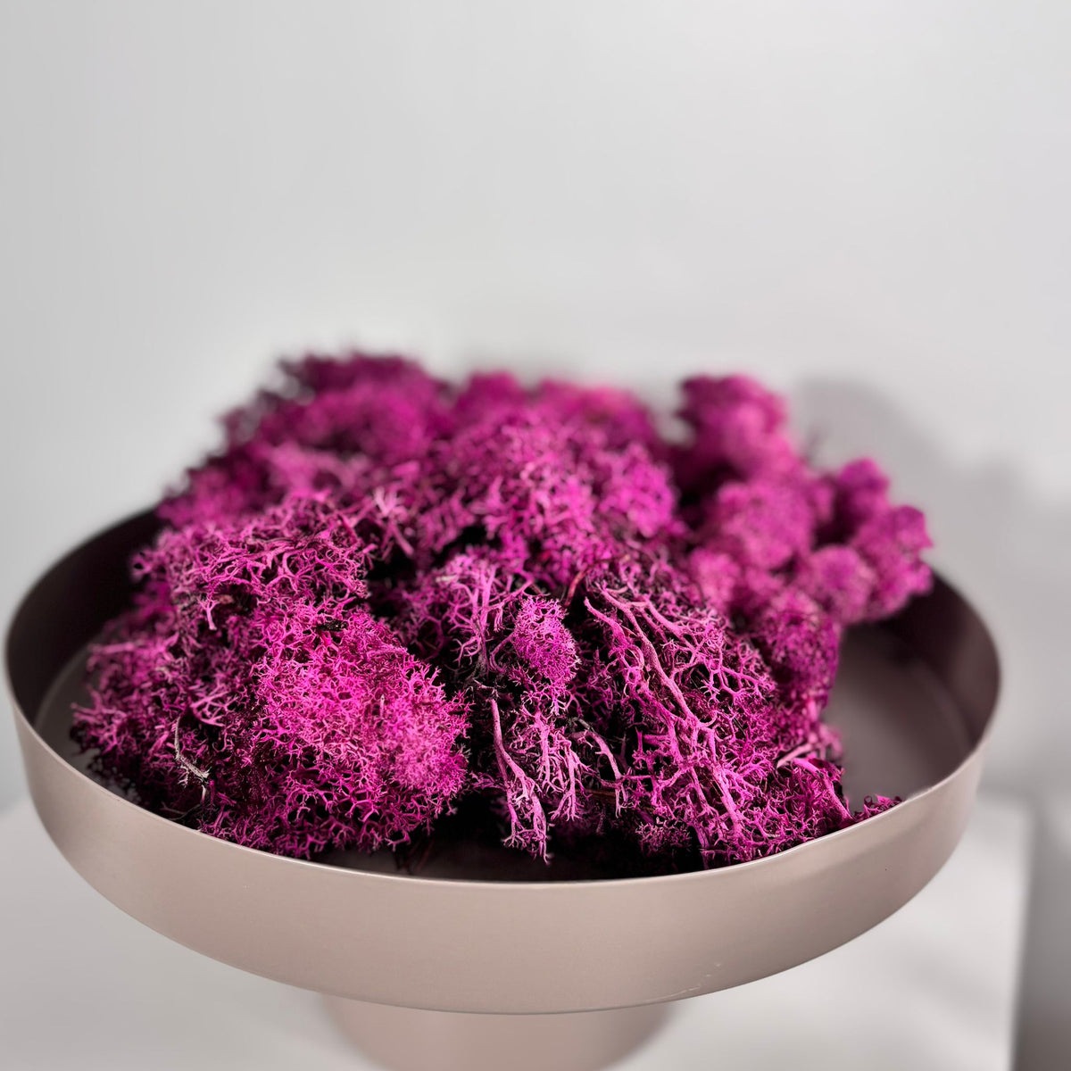 Reindeer Moss I Island Moos I Deko Moos 