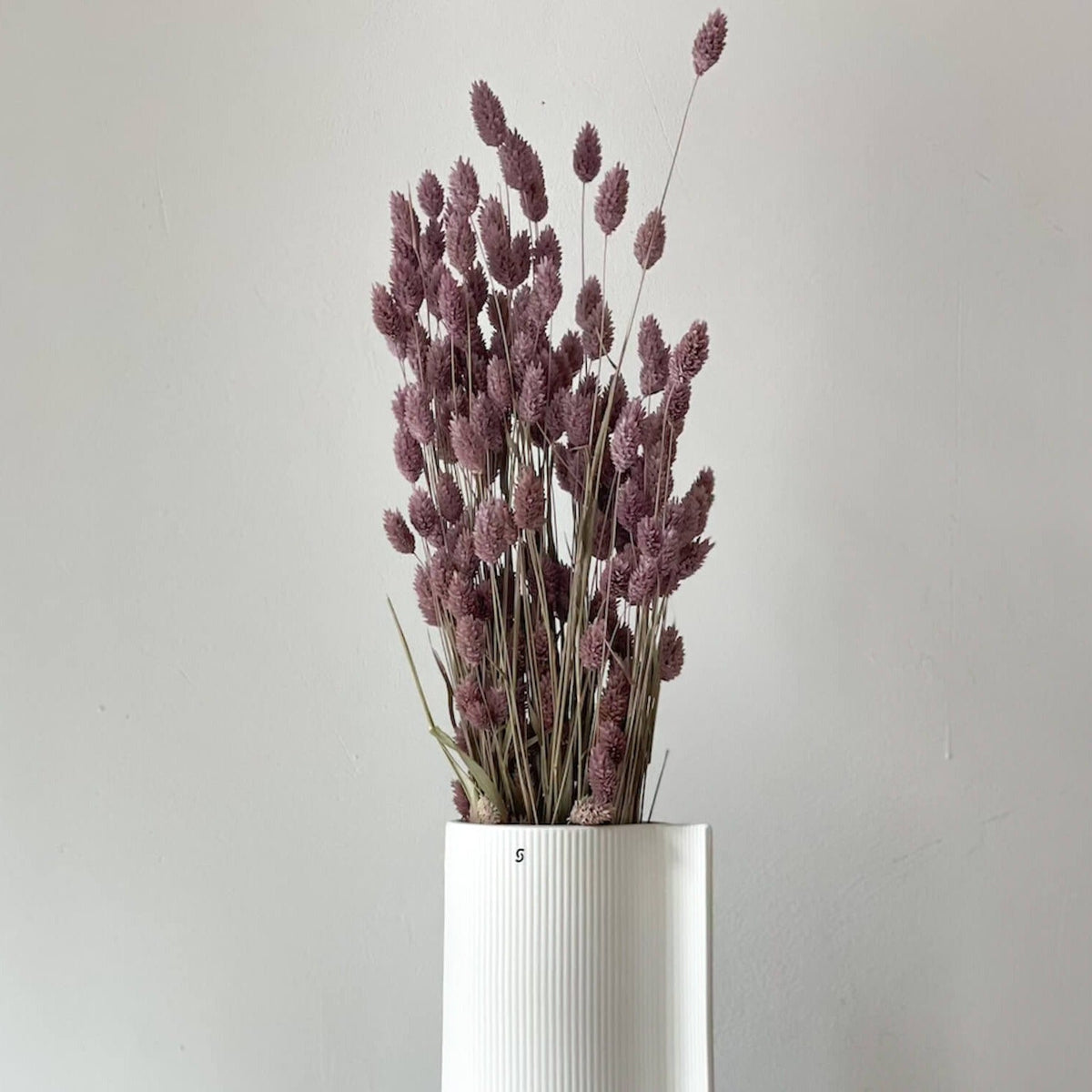 Phalaris I Kanariengras: Vielseitiger Allrounder für Deine Trockenblumen-Dekoration 