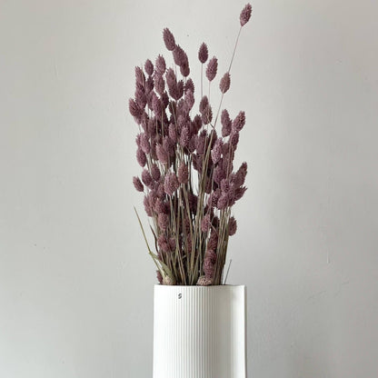 Phalaris I Kanariengras: Vielseitiger Allrounder für Deine Trockenblumen-Dekoration 
