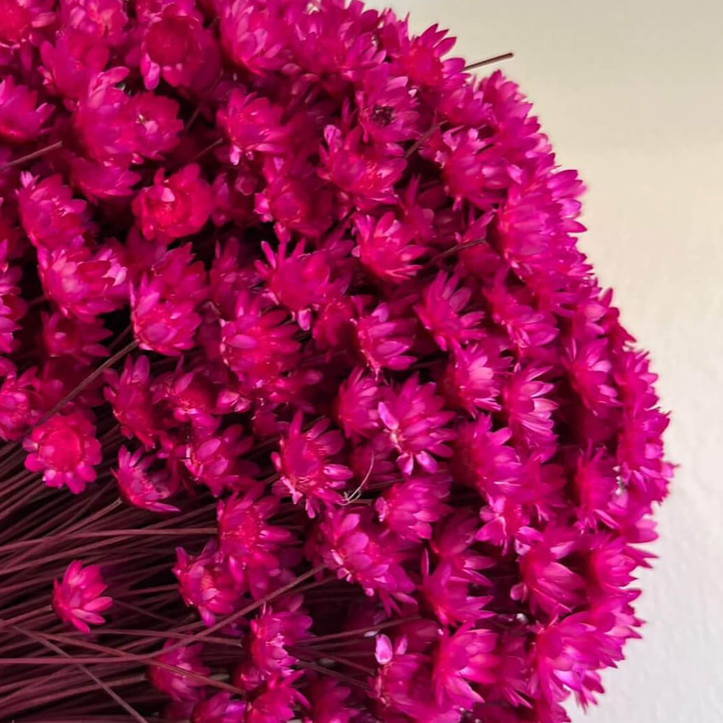 Glixia in Vielfalt: Farbenprächtige Trockenblumen für ein kreative Dekoration 