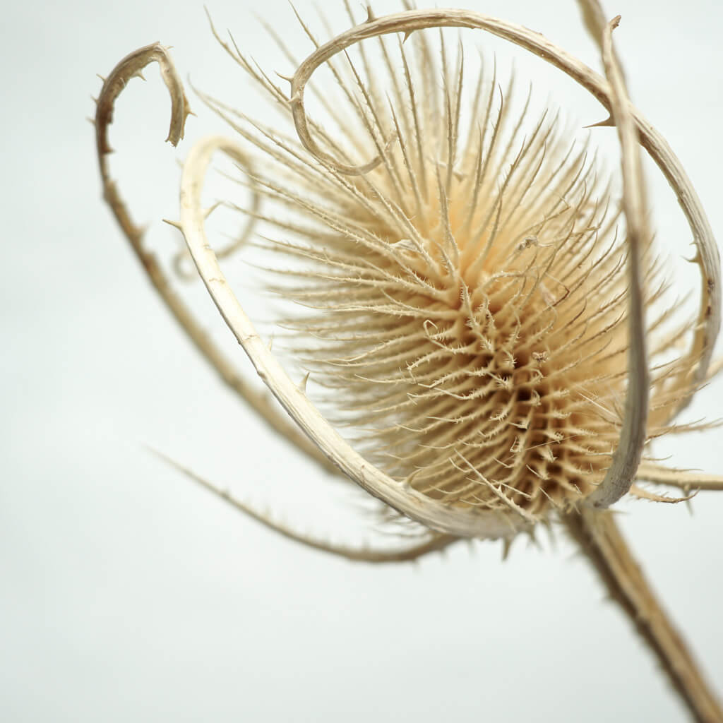 Getrocknete Distel - Cardi 