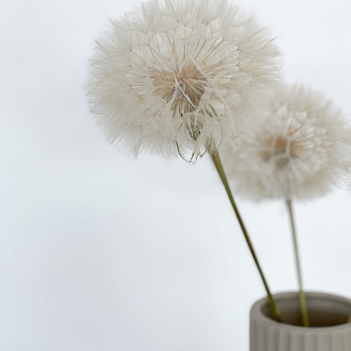 Pusteblume getrocknet einzeln 