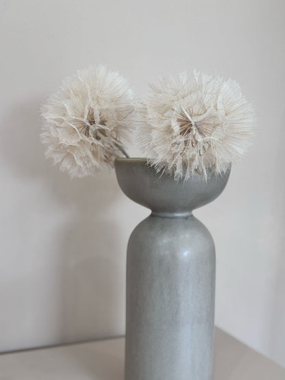 Pusteblume getrocknet einzeln 