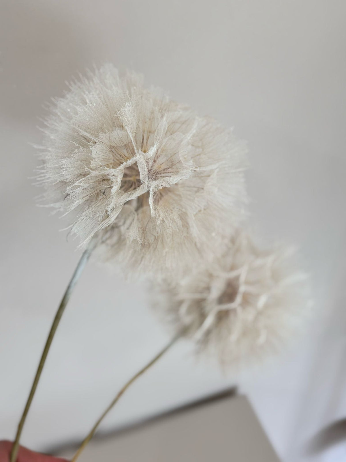 Pusteblume getrocknet einzeln 