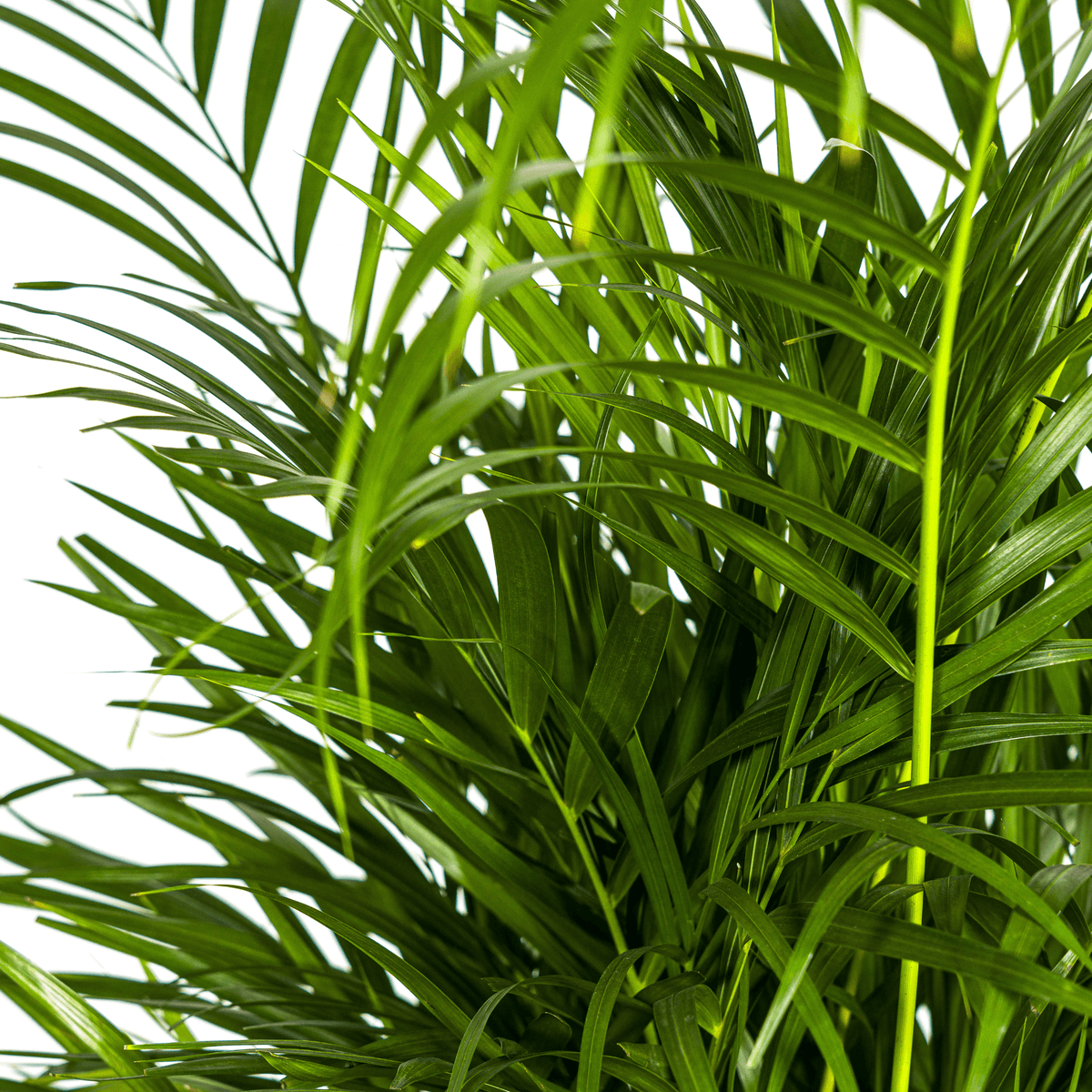 Dypsis Areca Lutescens mit Korb Ø21cm - ↕100 - 120cm 