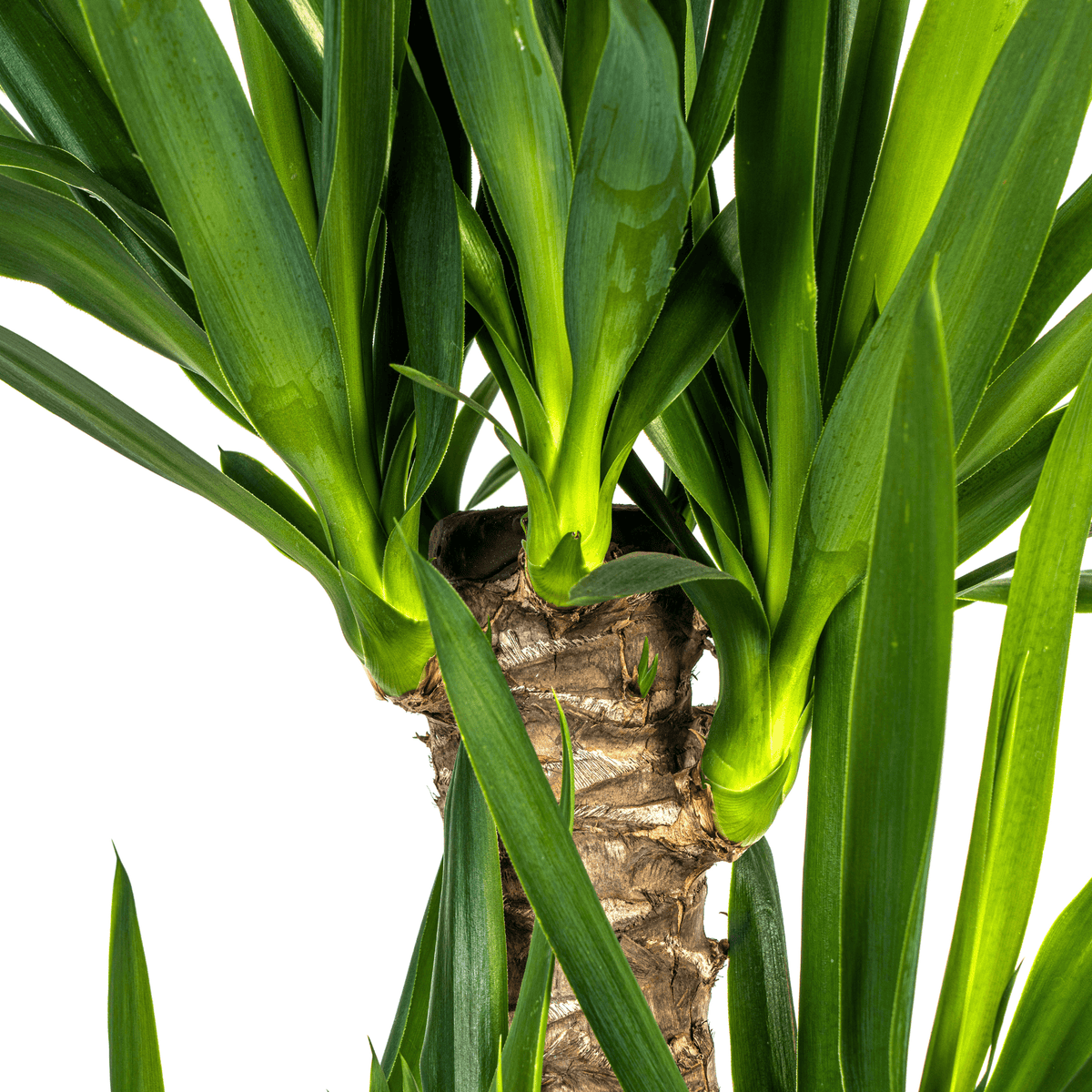 Yucca Elephantipes mit Korb Ø21cm - ↕90 - 110cm 