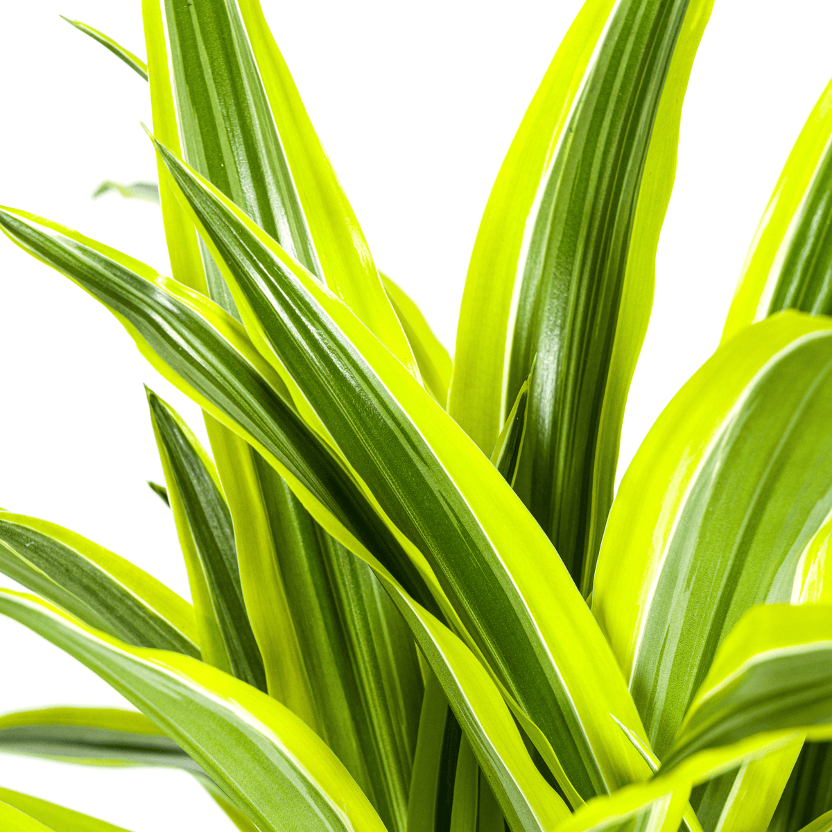 Dracaena Deremensis Lemon Lime mit Korb Ø21cm - ↕90 - 110cm 