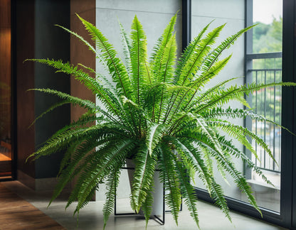 Schwertfarn Nephrolepis 'Macho' – XXL Zimmerpflanze – 100cm hoch – Ø20cm – Luftreinigend & Pflegeleicht – Für Wohnzimmer & Büro 