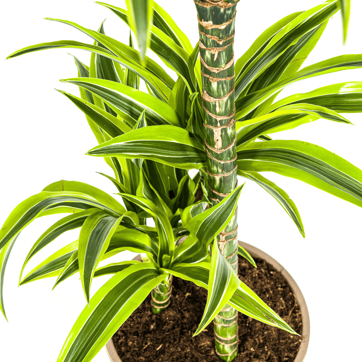 Dracaena Deremensis Lemon Lime mit Korb Ø21cm - ↕90 - 110cm 
