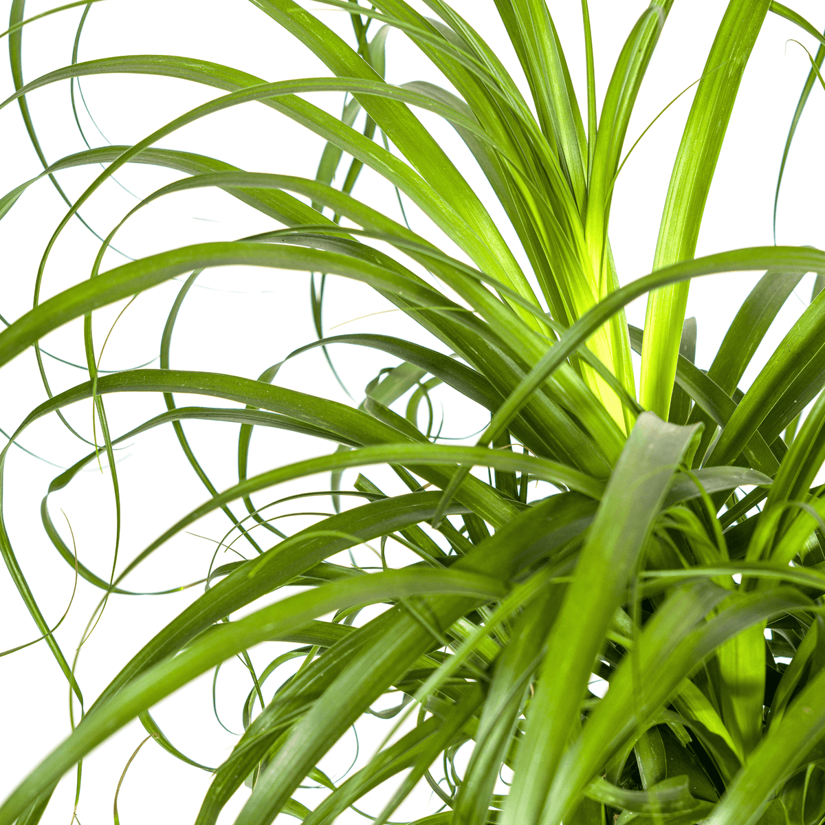 Beaucarnea Recurvata Stamm mit Korb Ø24cm - ↕80 - 100cm 