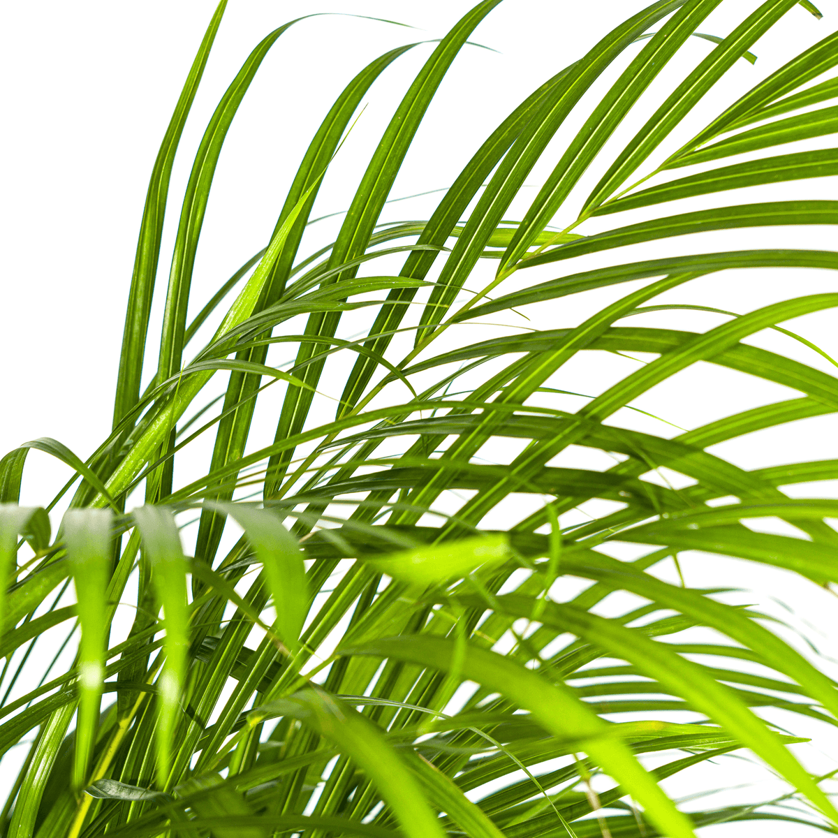 Dypsis Areca Lutescens mit Korb Ø24cm - ↕120 - 140cm 