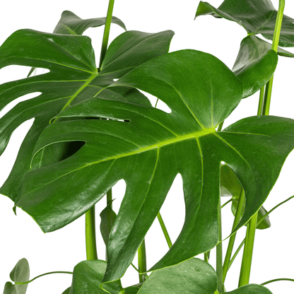 Monstera Deliciosa Tauerii mit Korb Ø21cm - ↕70 - 90cm 