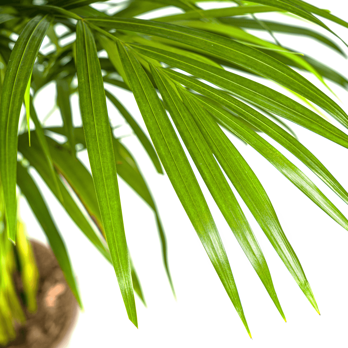 Dypsis Areca Lutescens mit Korb Ø21cm - ↕100 - 120cm 