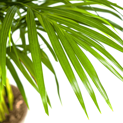 Dypsis Areca Lutescens mit Korb Ø21cm - ↕100 - 120cm 