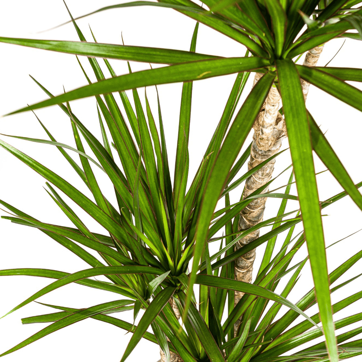 Dracaena Marginata Green mit Korb Ø21cm - ↕110 - 130cm 