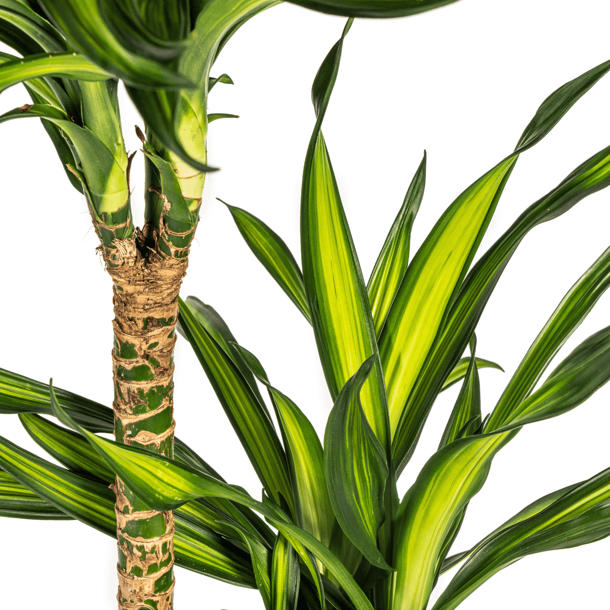 Dracaena Deremensis Rikki mit Korb Ø24cm - ↕130 - 150cm 